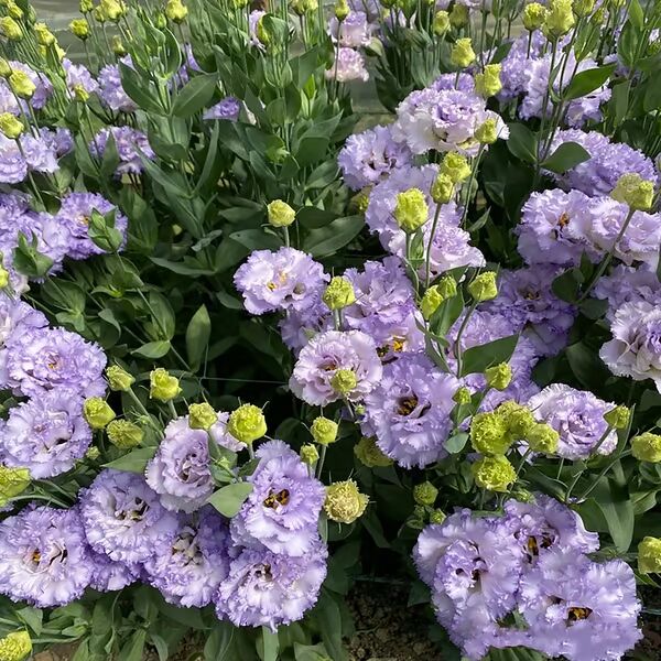 Beautiful Mixed Rose Flower Seeds - For Your Garden 🌸(Pack of 200 Seeds) 🌸