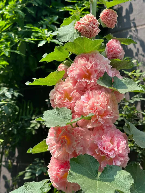 Double Hollyhock Seeds | 🔥Buy 1 Get 1 Free🔥
