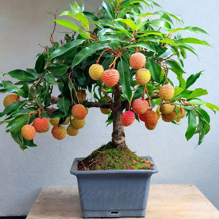 Healthy Lychee Fruit Seeds - (Pack of 100 Seeds)