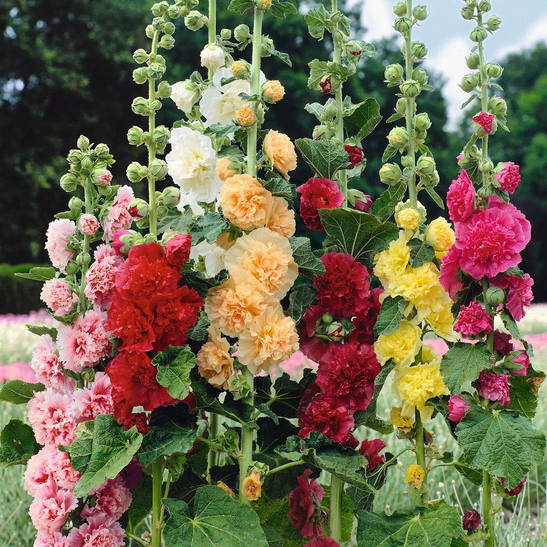 Double Hollyhock Seeds | 🔥Buy 1 Get 1 Free🔥