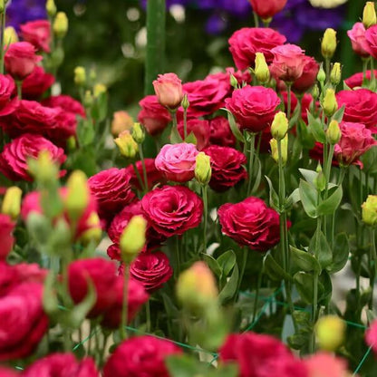 Beautiful Mixed Rose Flower Seeds - For Your Garden 🌸(Pack of 200 Seeds) 🌸