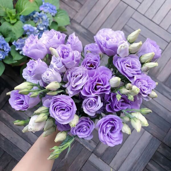 Beautiful Mixed Rose Flower Seeds - For Your Garden 🌸(Pack of 200 Seeds) 🌸