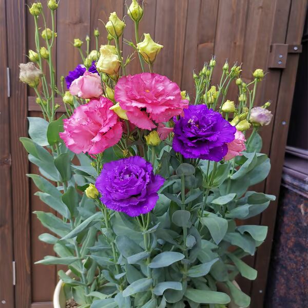 Beautiful Mixed Rose Flower Seeds - For Your Garden 🌸(Pack of 200 Seeds) 🌸