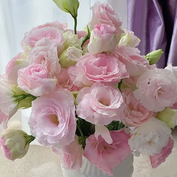 Beautiful Mixed Rose Flower Seeds - For Your Garden 🌸(Pack of 200 Seeds) 🌸
