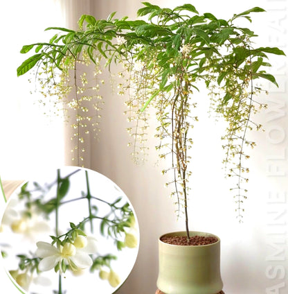 🌸 Buy 1 Get 1 Free – Winter-Friendly Hanging Jasmine—Dreamy Indoor Flower🌿❄️