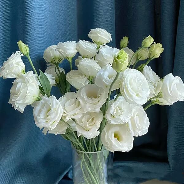 Beautiful Mixed Rose Flower Seeds - For Your Garden 🌸(Pack of 200 Seeds) 🌸