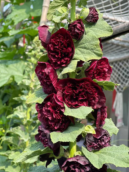 Double Hollyhock Seeds | 🔥Buy 1 Get 1 Free🔥