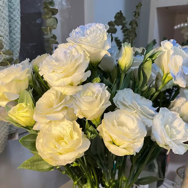 Beautiful Mixed Rose Flower Seeds - For Your Garden 🌸(Pack of 200 Seeds) 🌸