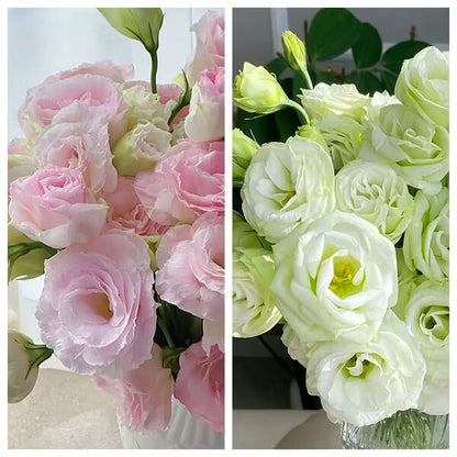 Beautiful Mixed Rose Flower Seeds - For Your Garden 🌸(Pack of 200 Seeds) 🌸