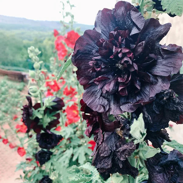 Double Hollyhock Seeds | 🔥Buy 1 Get 1 Free🔥