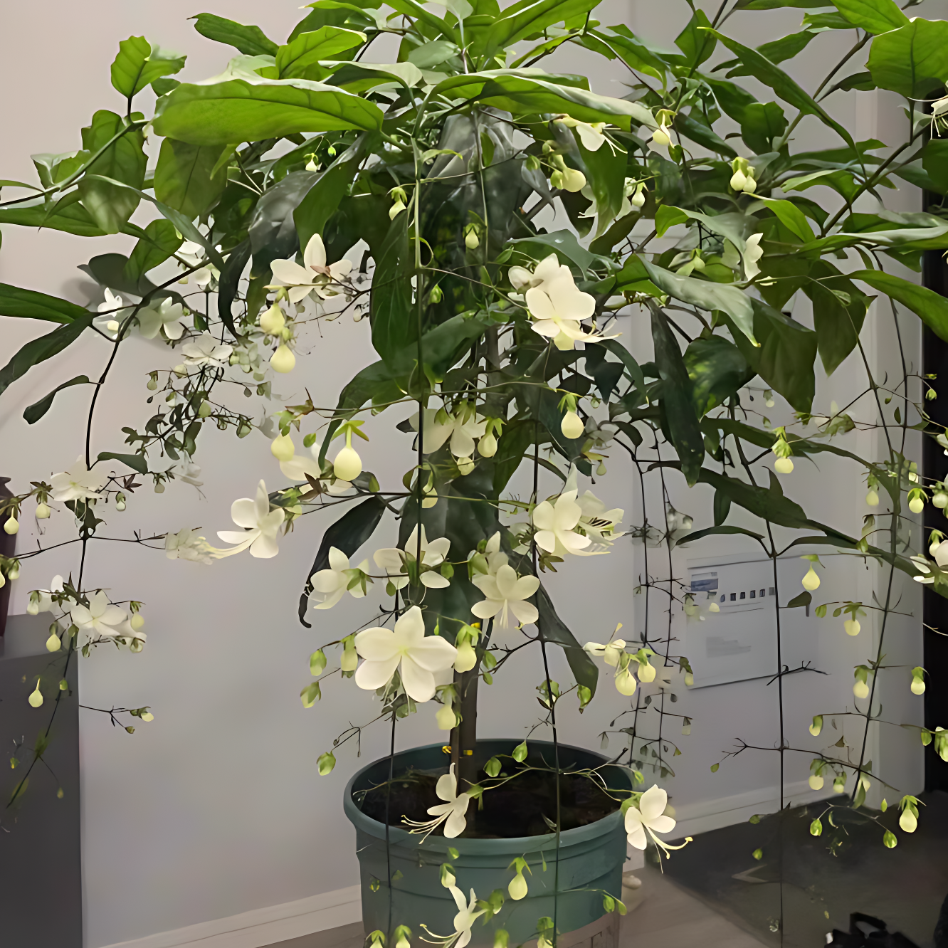 🌸 Buy 1 Get 1 Free – Winter-Friendly Hanging Jasmine—Dreamy Indoor Flower🌿❄️