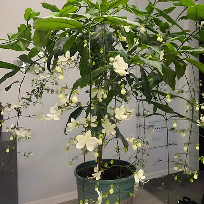 🌸 Buy 1 Get 1 Free – Winter-Friendly Hanging Jasmine—Dreamy Indoor Flower🌿❄️