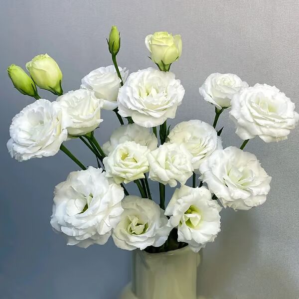Beautiful Mixed Rose Flower Seeds - For Your Garden 🌸(Pack of 200 Seeds) 🌸