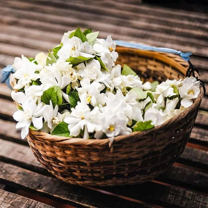 🌸 Buy 1 Get 1 Free – Winter-Friendly Hanging Jasmine—Dreamy Indoor Flower🌿❄️