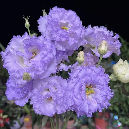 Beautiful Mixed Rose Flower Seeds - For Your Garden 🌸(Pack of 200 Seeds) 🌸