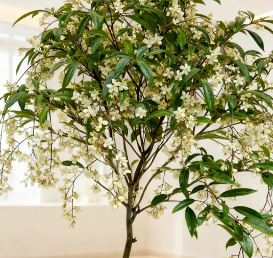 🌸 Buy 1 Get 1 Free – Winter-Friendly Hanging Jasmine—Dreamy Indoor Flower🌿❄️