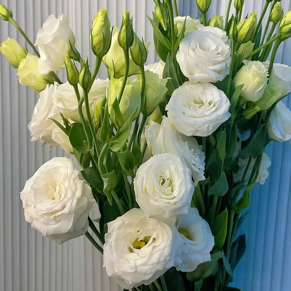 Beautiful Mixed Rose Flower Seeds - For Your Garden 🌸(Pack of 200 Seeds) 🌸